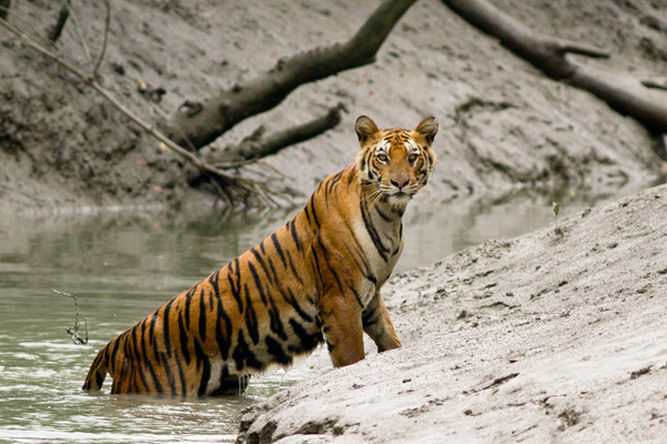 A Bengal Tigress (Left) and A Buffy Fish Owl (Right) in Sundarban ...